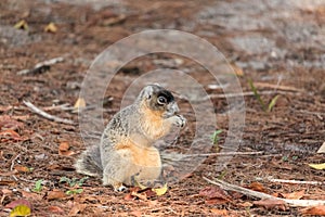 Brown fox squirrel Sciurus niger eats nuts on the ground