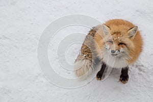 Brown Fox was sleeping and walking on snow ground