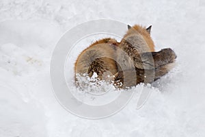 Brown Fox was sleeping and walking on snow ground