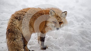 Brown Fox was sleeping and walking on snow ground