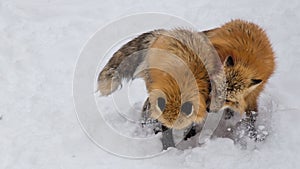 Brown Fox was sleeping and walking on snow ground