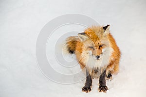 Brown Fox was sleeping and walking on snow ground