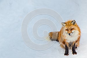 Brown Fox was sleeping and walking on snow ground