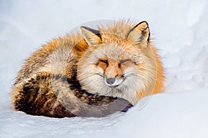 Brown Fox was sleeping and walking on snow ground