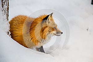 Brown Fox was sleeping and walking on snow ground