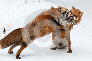 Brown Foxes were fighting snatch each other for food during snowing