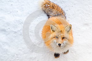 Brown Foxes were waiting beg for food