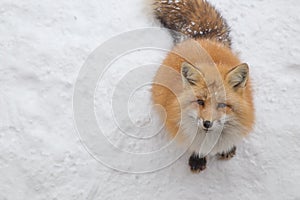 Brown Foxes were waiting beg for food