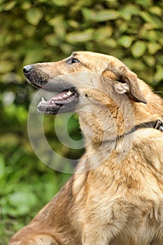 Brown foxy faced mongrel dog on leash standing on green grass