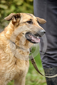 Brown foxy faced mongrel dog on leash standing on green grass