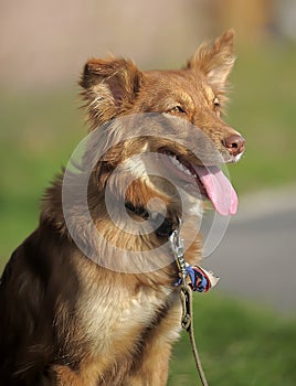 Brown foxy faced mongrel dog on leash standing on green grass