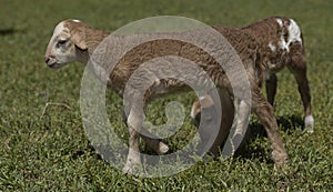 Brown fraternal sheep lambs