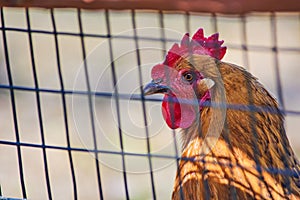 Brown free range chicken behind fence