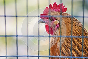 Brown free range chicken behind fence