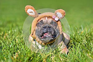 Brown French Bulldog dog dressed up as Easter bunny with rabbit ear headband costume lying in grass