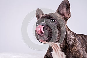 Brown french bulldog licking his nose