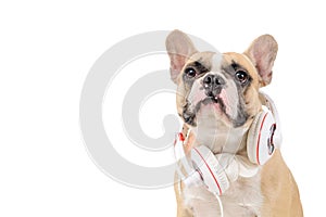 Brown french  bulldog wear white headphone isolated on white background