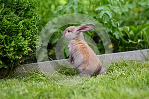 Brown french lop rabbit kid in summer day on the field. Beige baby bunny on a grass.