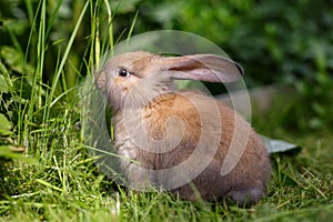 Brown french lop rabbit kid in summer day on the field. Beige baby bunny on a grass.