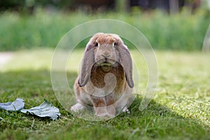 Brown french lop rabbit sitting on the grass. Cute beige bunny portrait in summer day.