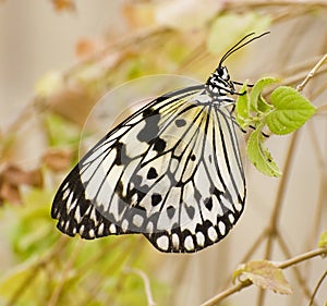 Brown Fritillary Butterfly