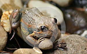 Brown Frog