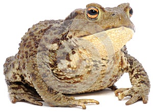 Brown Frog