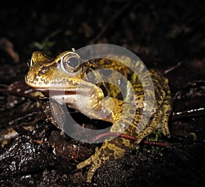 Brown Frog