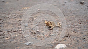 Brown frog crawl on the stony grassy ground in search of food, pound for mating. Toad turns blinks his eyes, stars his