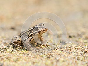 Brown frog in dried up pond
