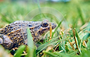 Brown frog on the green grass of the field
