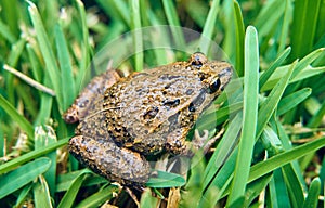 Brown frog on the green grass of the field