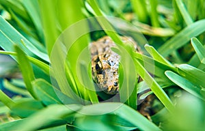 Brown frog on the green grass of the field