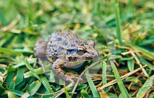 Brown frog on the green grass of the field