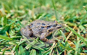 Brown frog on the green grass of the field