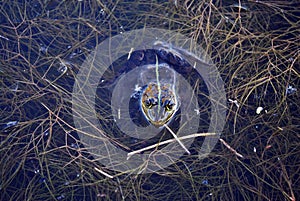 Brown frog with green stripe swimming in water, dark water with dry alga in it background