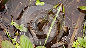 Brown frog with a green stripe from the top