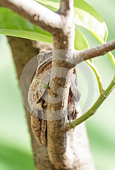Brown frog after hibernation