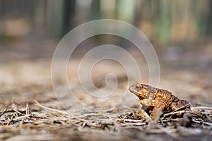 Brown frog hidden in the old forest fir waits spring