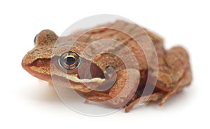 Brown frog isolated