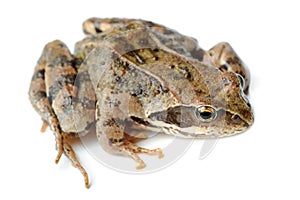 Brown Frog Isolated on White Background