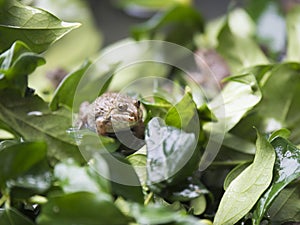 Brown frog on the leafs.