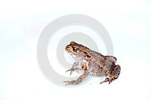 Brown frog with orange eyes on the white background