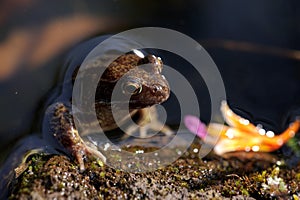 Brown frog in pond