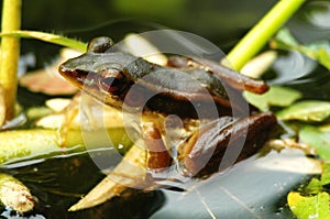 Brown frog in pond