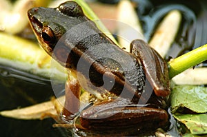 Brown frog in pond (back view)