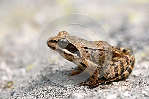 Brown frog Rana temporaria photo