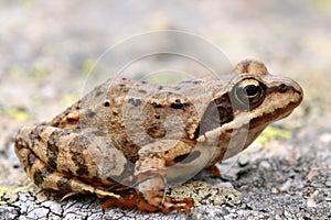 Brown frog Rana temporaria photo