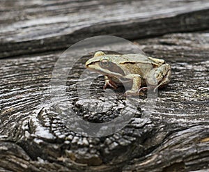 A brown frog sits on a wooden surface.Rana temporaria.