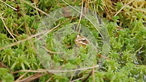 Brown frog sitting in ambush on green moss. ItÂ´s a spring frog.